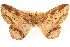  ( - CCDB-22947-D07)  @11 [ ] CreativeCommons - Attribution (2014) CBG Photography Group Centre for Biodiversity Genomics