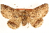  ( - CCDB-22947-D08)  @11 [ ] CreativeCommons - Attribution (2014) CBG Photography Group Centre for Biodiversity Genomics