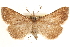  ( - CCDB-22947-E12)  @11 [ ] CreativeCommons - Attribution (2014) CBG Photography Group Centre for Biodiversity Genomics