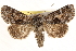  ( - CCDB-22947-F12)  @15 [ ] CreativeCommons - Attribution (2014) CBG Photography Group Centre for Biodiversity Genomics
