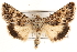  ( - CCDB-22947-G05)  @14 [ ] CreativeCommons - Attribution (2014) CBG Photography Group Centre for Biodiversity Genomics