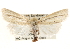  (Neleucania patricia - CCDB-22948-A05)  @15 [ ] CreativeCommons - Attribution (2014) CBG Photography Group Centre for Biodiversity Genomics