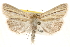  ( - CCDB-22948-A06)  @15 [ ] CreativeCommons - Attribution (2014) CBG Photography Group Centre for Biodiversity Genomics