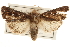  ( - CCDB-22948-C08)  @14 [ ] CreativeCommons - Attribution (2014) CBG Photography Group Centre for Biodiversity Genomics