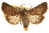  ( - CCDB-22948-C11)  @15 [ ] CreativeCommons - Attribution (2014) CBG Photography Group Centre for Biodiversity Genomics