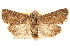  ( - CCDB-22948-C12)  @14 [ ] CreativeCommons - Attribution (2014) CBG Photography Group Centre for Biodiversity Genomics