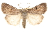  ( - CCDB-22948-F08)  @15 [ ] CreativeCommons - Attribution (2014) CBG Photography Group Centre for Biodiversity Genomics