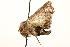  ( - CCDB-22948-H08)  @11 [ ] CreativeCommons - Attribution (2014) CBG Photography Group Centre for Biodiversity Genomics