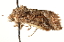  ( - CCDB-22948-H09)  @12 [ ] CreativeCommons - Attribution (2014) CBG Photography Group Centre for Biodiversity Genomics