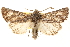  ( - CCDB-22950-A01)  @11 [ ] CreativeCommons - Attribution (2014) CBG Photography Group Centre for Biodiversity Genomics
