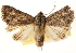  ( - CCDB-22950-A02)  @11 [ ] CreativeCommons - Attribution (2014) CBG Photography Group Centre for Biodiversity Genomics