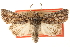  ( - CCDB-22950-A04)  @11 [ ] CreativeCommons - Attribution (2014) CBG Photography Group Centre for Biodiversity Genomics