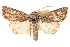  ( - CCDB-22950-A05)  @11 [ ] CreativeCommons - Attribution (2014) CBG Photography Group Centre for Biodiversity Genomics