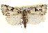  ( - CCDB-22950-B04)  @14 [ ] CreativeCommons - Attribution (2014) CBG Photography Group Centre for Biodiversity Genomics