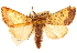  (Papaipema cerina - CCDB-22950-D03)  @15 [ ] CreativeCommons - Attribution (2014) CBG Photography Group Centre for Biodiversity Genomics
