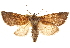  ( - CCDB-22950-D09)  @11 [ ] CreativeCommons - Attribution (2014) CBG Photography Group Centre for Biodiversity Genomics