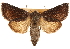  ( - CCDB-22950-D12)  @11 [ ] CreativeCommons - Attribution (2014) CBG Photography Group Centre for Biodiversity Genomics