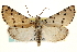  (Grotella blanchardi - CCDB-22950-E04)  @15 [ ] CreativeCommons - Attribution (2014) CBG Photography Group Centre for Biodiversity Genomics