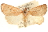  ( - CCDB-22950-F11)  @14 [ ] CreativeCommons - Attribution (2014) CBG Photography Group Centre for Biodiversity Genomics