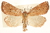  (Photedes carterae - CCDB-22950-G01)  @15 [ ] CreativeCommons - Attribution (2014) CBG Photography Group Centre for Biodiversity Genomics