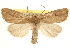  (Photedes enervata - CCDB-22950-G02)  @15 [ ] CreativeCommons - Attribution (2014) CBG Photography Group Centre for Biodiversity Genomics