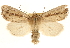  (Photedes enervata - CCDB-22950-G03)  @15 [ ] CreativeCommons - Attribution (2014) CBG Photography Group Centre for Biodiversity Genomics