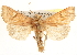 ( - CCDB-22950-G07)  @13 [ ] CreativeCommons - Attribution (2014) CBG Photography Group Centre for Biodiversity Genomics