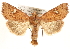 ( - CCDB-22950-G08)  @13 [ ] CreativeCommons - Attribution (2014) CBG Photography Group Centre for Biodiversity Genomics