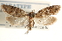  ( - CCDB-22951-B02)  @12 [ ] CreativeCommons - Attribution (2014) CBG Photography Group Centre for Biodiversity Genomics