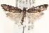  ( - CCDB-22951-D02)  @13 [ ] CreativeCommons - Attribution (2014) CBG Photography Group Centre for Biodiversity Genomics