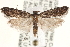  ( - CCDB-22951-D03)  @14 [ ] CreativeCommons - Attribution (2014) CBG Photography Group Centre for Biodiversity Genomics