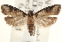  ( - CCDB-22951-E11)  @14 [ ] CreativeCommons - Attribution (2014) CBG Photography Group Centre for Biodiversity Genomics