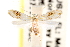  ( - CCDB-22951-F06)  @13 [ ] CreativeCommons - Attribution (2014) CBG Photography Group Centre for Biodiversity Genomics