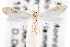  ( - CCDB-22951-F07)  @13 [ ] CreativeCommons - Attribution (2014) CBG Photography Group Centre for Biodiversity Genomics