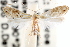 ( - CCDB-22951-F08)  @13 [ ] CreativeCommons - Attribution (2014) CBG Photography Group Centre for Biodiversity Genomics