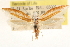  (Orthiostola - CCDB-22951-H04)  @11 [ ] CreativeCommons - Attribution (2014) CBG Photography Group Centre for Biodiversity Genomics