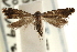  ( - CCDB-22954-A03)  @11 [ ] CreativeCommons - Attribution (2014) CBG Photography Group Centre for Biodiversity Genomics