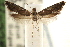  ( - CCDB-22954-A06)  @11 [ ] CreativeCommons - Attribution (2014) CBG Photography Group Centre for Biodiversity Genomics