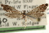  ( - CCDB-22954-A07)  @11 [ ] CreativeCommons - Attribution (2014) CBG Photography Group Centre for Biodiversity Genomics