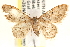  ( - CCDB-22955-C04)  @13 [ ] CreativeCommons - Attribution (2014) CBG Photography Group Centre for Biodiversity Genomics