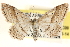  (Scopula punctilineata - CCDB-22955-C09)  @15 [ ] CreativeCommons - Attribution (2014) CBG Photography Group Centre for Biodiversity Genomics
