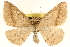  (Palaeaspilates inoffensa - CCDB-22955-D09)  @14 [ ] CreativeCommons - Attribution (2014) CBG Photography Group Centre for Biodiversity Genomics