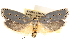  (Ethmiinae - CCDB-22957-B11)  @15 [ ] CreativeCommons - Attribution (2014) CBG Photography Group Centre for Biodiversity Genomics