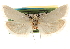  ( - CCDB-22958-B10)  @13 [ ] CreativeCommons - Attribution (2014) CBG Photography Group Centre for Biodiversity Genomics