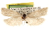  ( - CCDB-22958-C03)  @13 [ ] CreativeCommons - Attribution (2014) CBG Photography Group Centre for Biodiversity Genomics