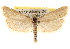  (Pelochrista gelattana - CCDB-22958-D01)  @15 [ ] CreativeCommons - Attribution (2014) CBG Photography Group Centre for Biodiversity Genomics