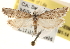  ( - CCDB-22958-E08)  @14 [ ] CreativeCommons - Attribution (2014) CBG Photography Group Centre for Biodiversity Genomics