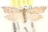  ( - CCDB-22958-E09)  @13 [ ] CreativeCommons - Attribution (2014) CBG Photography Group Centre for Biodiversity Genomics