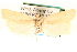  (Pelochrista lafontainei - CCDB-22958-E12)  @13 [ ] CreativeCommons - Attribution (2014) CBG Photography Group Centre for Biodiversity Genomics