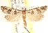  (Pelochrista mescalerana - CCDB-22958-F09)  @14 [ ] CreativeCommons - Attribution (2014) CBG Photography Group Centre for Biodiversity Genomics